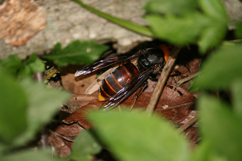 请教,地龙蜂穴?